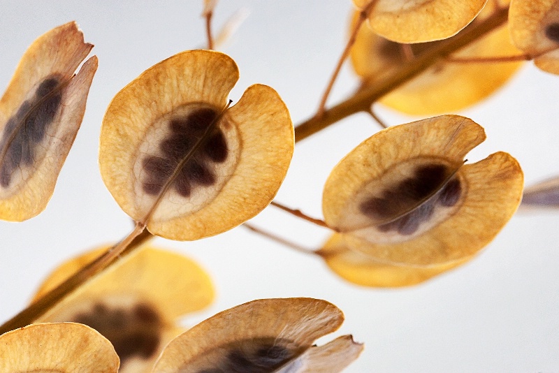 Seeds