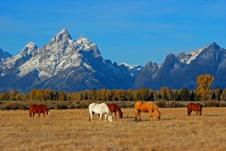 Life in the Teton's 