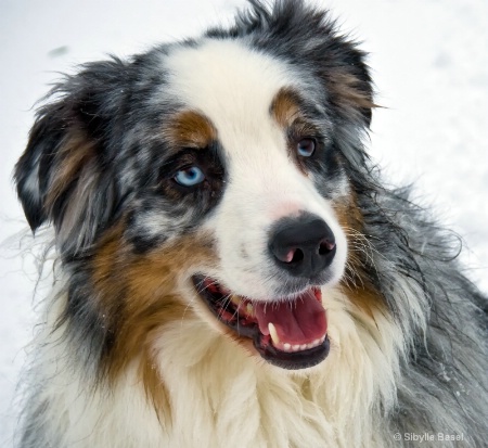 Snowy Aussie