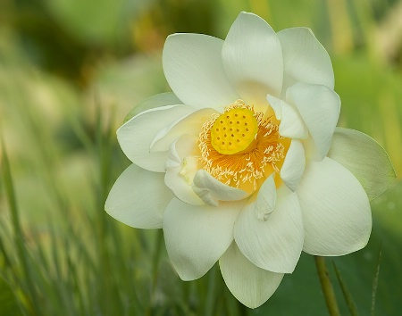 The Queen of Flowers