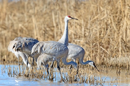 Sandhill Cranes