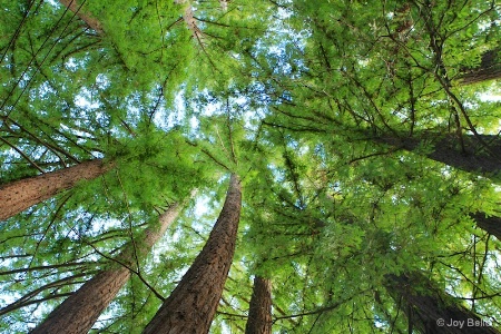 Majestic Redwoods