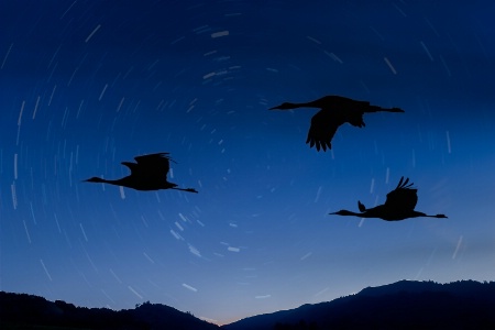 Twilight, Star Trails and Sand Hill Cranes #2