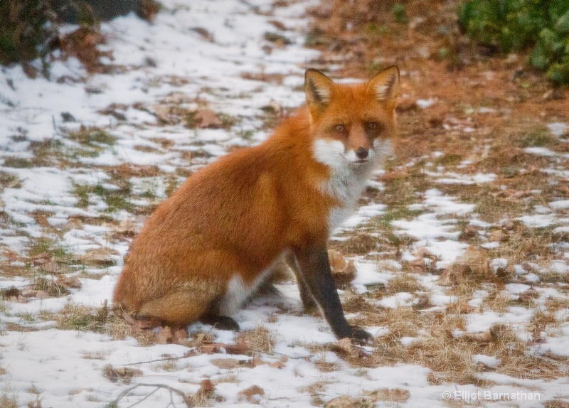 The Fox 2 - ID: 13681816 © Elliot Barnathan