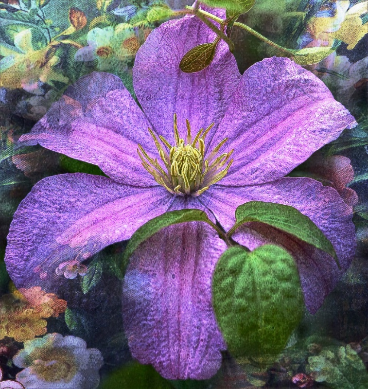 Clematis In Purple