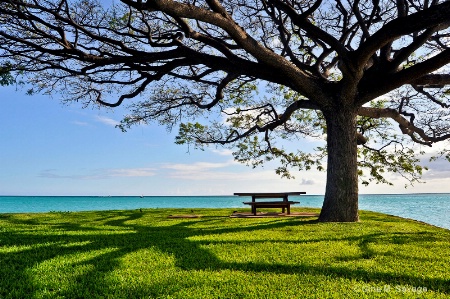 Tree Canopy