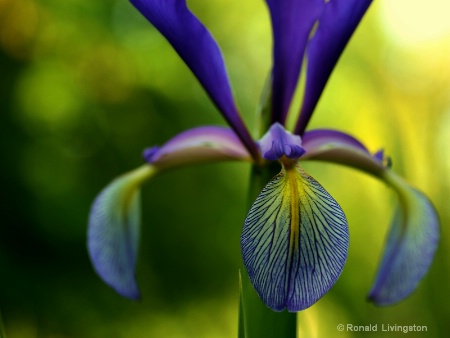 Iris