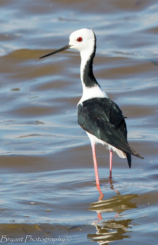 Black-winged Stilt (Himantopus himantopus)