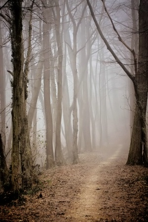 Foggy Path