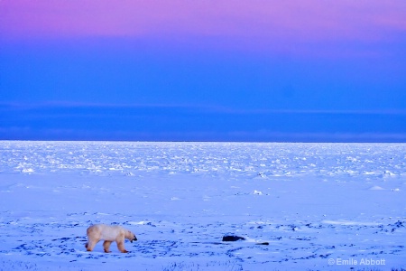 YAWN Waking up on the tundra.