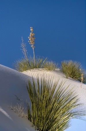 White Sands New Mexico