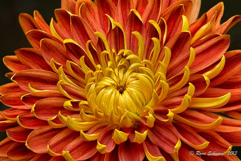 Orange Mum