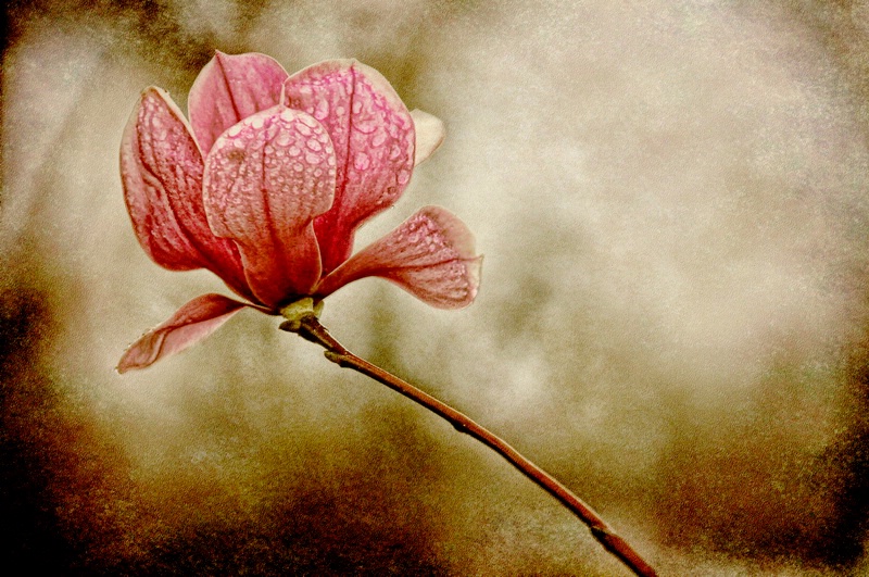 Tulip Magnolia after a rain