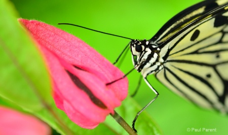 On the Pink Flower