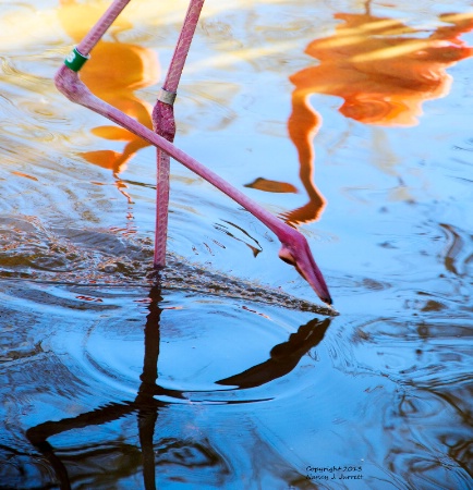 Flamingo Reflections