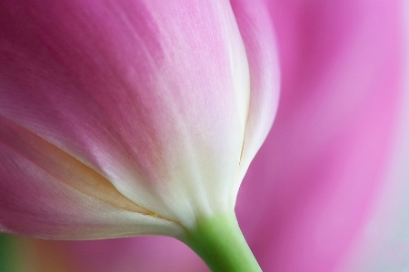 Tulips In The Pink