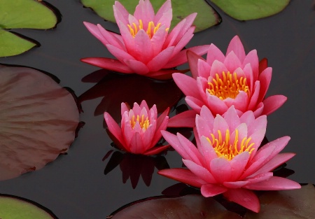 Pink Waterlilies