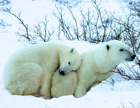 Arctic Love Story