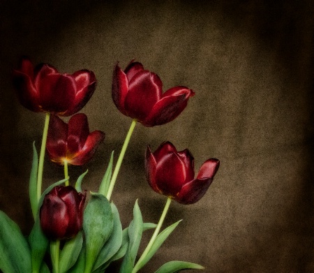 Red Tulips