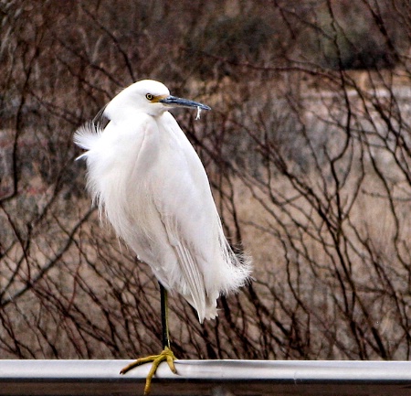 Relaxed snowy