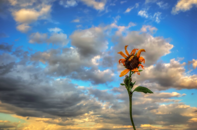 Sunflower Sunset