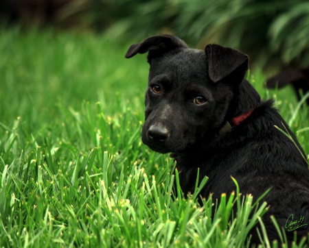 Negra - Australian Kepie