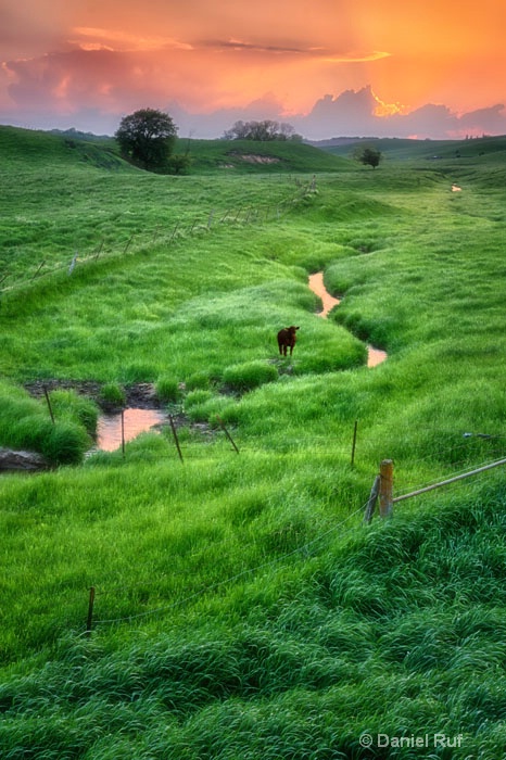 Evening Pasture