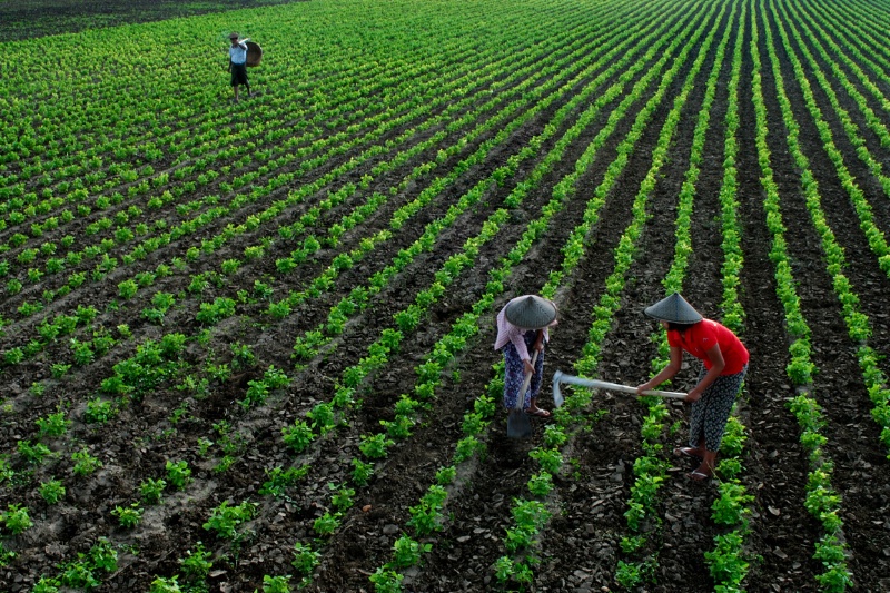 Beauty of farm in Myanmar.