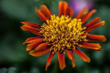 A Single Flower in Warm Reds