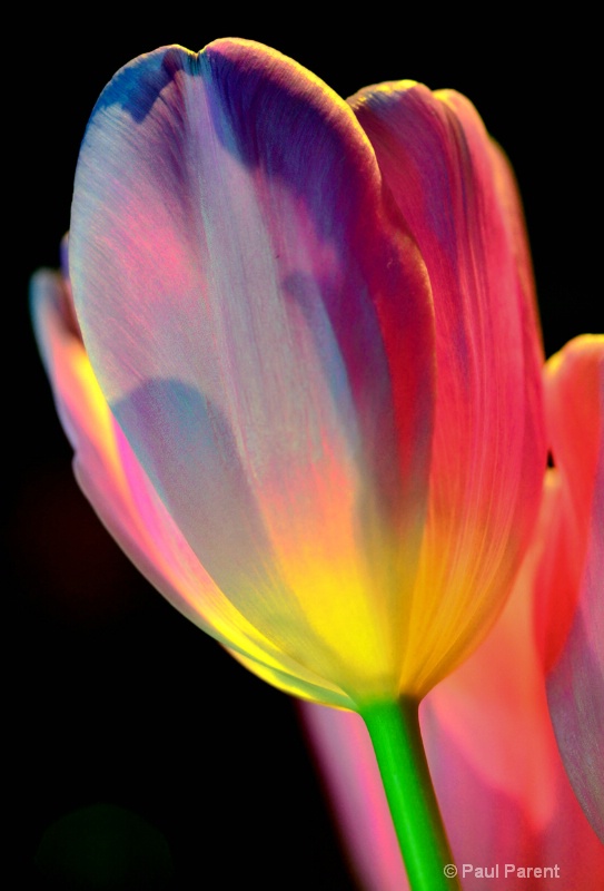 Colorful Tulip