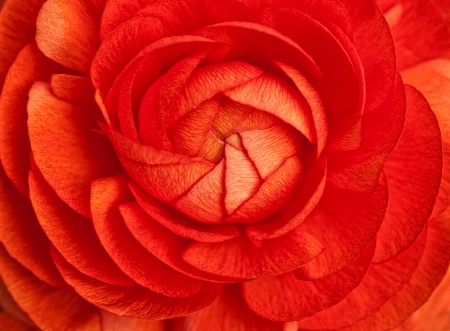 Ranunculus