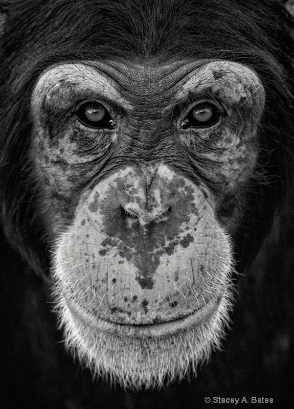 Chimp