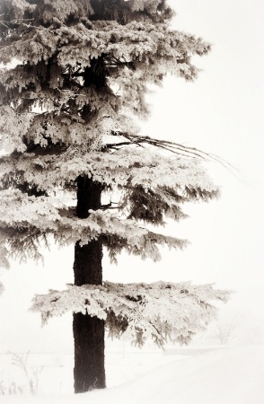 Lone Pine in Winter