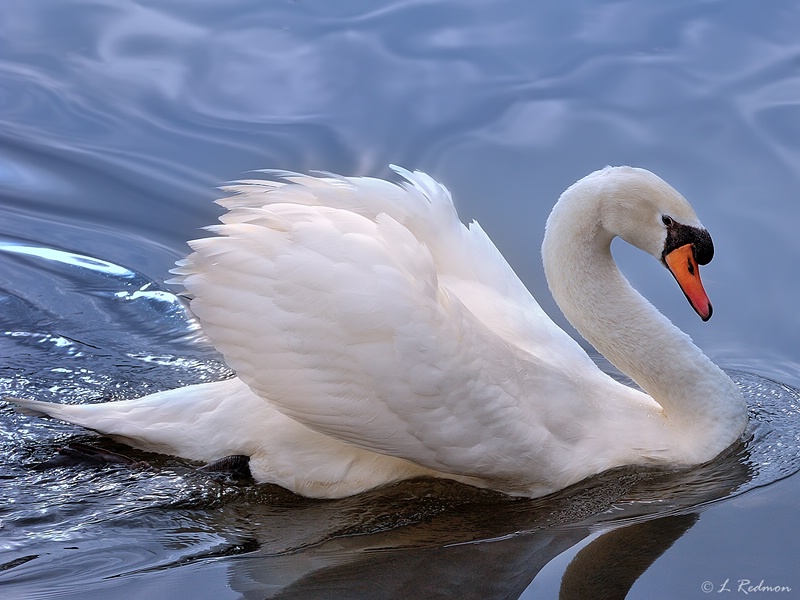 Swan Portrait 2