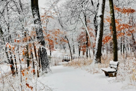 Snowy Solitude