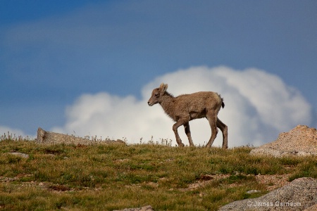 The Little Bighorn