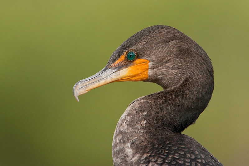 Cormorant Portrait