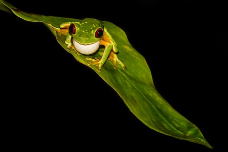 Red Eyed Tree Frog