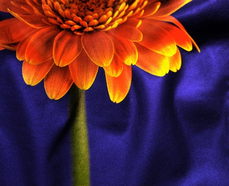 Gerbera On Satin