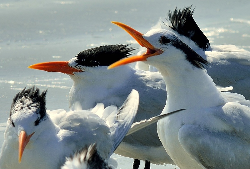 A Tern for the Worse