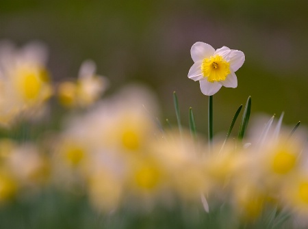 Daffodils