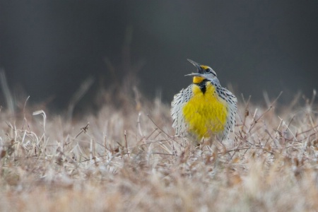 Meadow Lark Singing For Spring