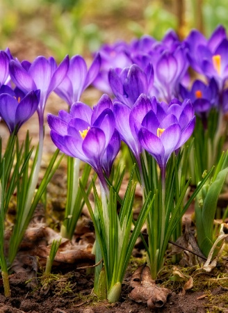 Crocus