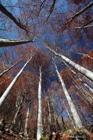 Late autumn in the forest