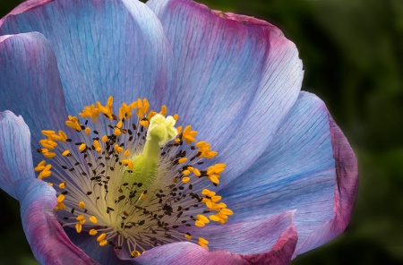 Fading Blue Poppy