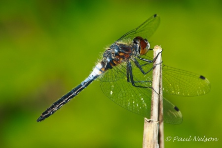 Perched