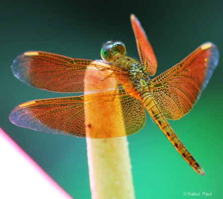 The amber wings