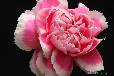 Pink and White Carnation