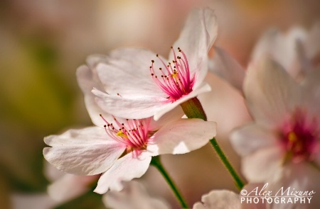 BLOOMING IN THE SPRING LIGHT