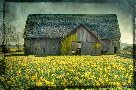 Old Skagit Barn